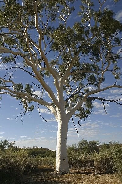Ghost Gum - Named after the glistening white bark. Found only in central and northern Australia. Trephina Gorge Nature Park, Northern Territory, Australia