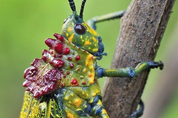 Giant Locust - Southern Madagascar