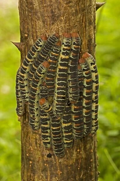 Giant Silk Moth - group on tree trunk - found from Mexico to Bolivia,  Ecuador and south-eastern Brazil
