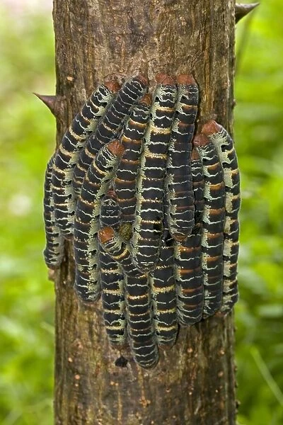 Giant Silk Worm Caterpillars - aggregation of fully grown caterpillars - tropical dry forest - Santa Rosa National Park - group together during the day on trunks - feed on foliage at night - Saturniidae family - Costa Rica