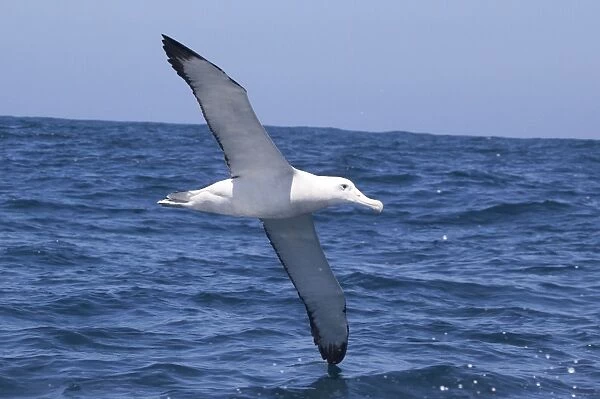 Gibson's Albatross - in flight over sea - offshore from Kaikoura, South Island, New Zealand. Some authorities consider Gibson's Albatross to be a subspecies of the Wandering Albatross so Diomedea exulans gibsoni