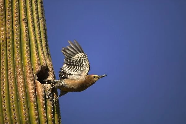 Gila Woodpecker - In flight, leaving nest. Feeds on nectar and insects in the Saguaro cactus blossom - helps pollinate cactus - makes holes in Saguaro cactus for their nests which are then used by other birds - common Sonoran desert