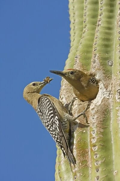 Gila Woodpecker - Male and female at nest in Saguaro cactus - Arizona - USA