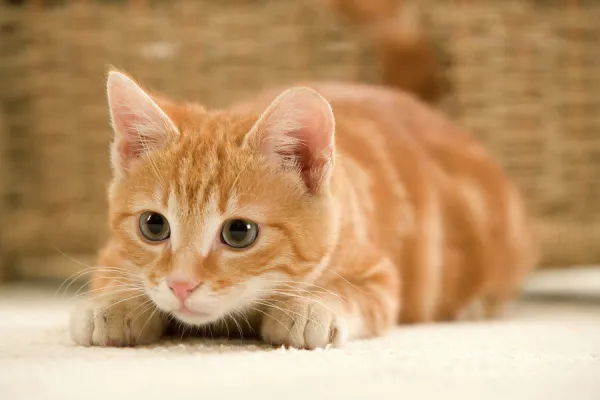 Ginger Cat