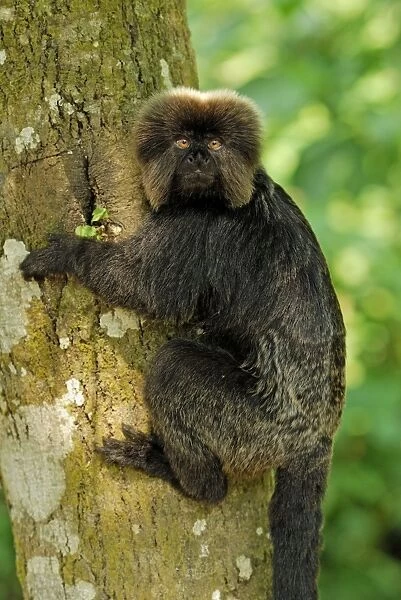 Goeldi's Marmoset  /  Goeldi's Monkey - Amacayacu Nationalpark - Colombia
