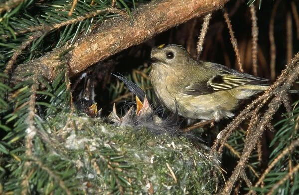 Goldcrest - at nest with young