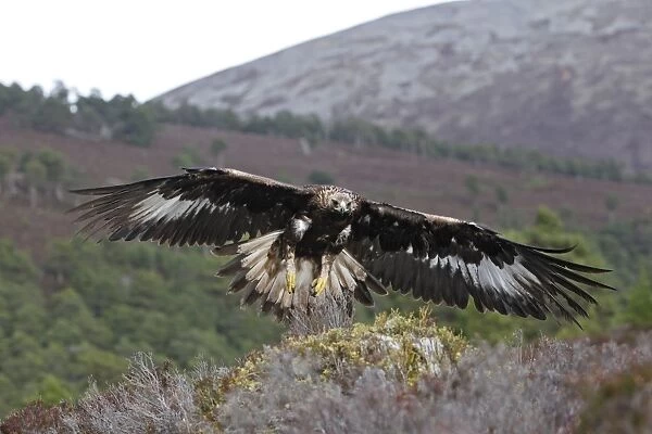 Golden Eagle - in flight. Scottish Moor - Aviemore - Scotland