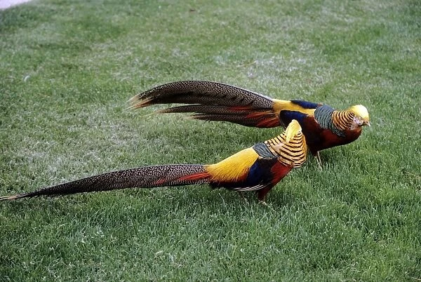 Golden Pheasants - two males