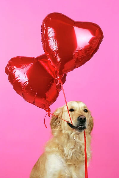 Golden Retriever Dog - holding heart shaped balloons