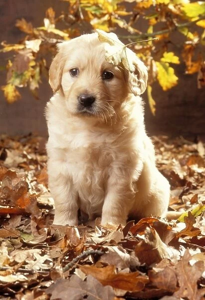 Golden Retriever Dog Puppy in autumn leaves