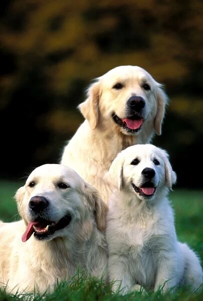 Golden Retriever Dogs Sitting with puppy