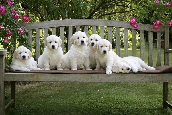 Golden Retriever puppies on garden bench - 7 weeks