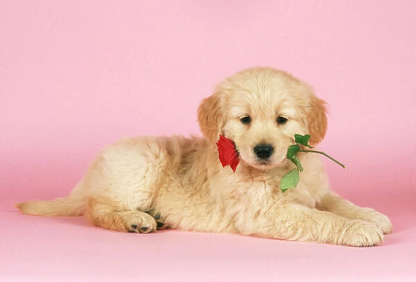 Golden Retriever Puppy with rose