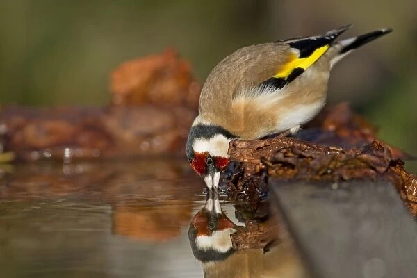 Goldfinch - drinking at pond - Cornwall - UK