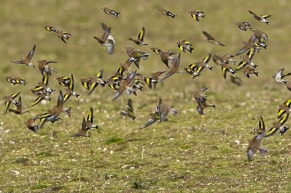 Goldfinch - flying in small flock - showing yellow wing bars with a few Linnet's over uncultivated field - March - Breckland - Norfolk - UK