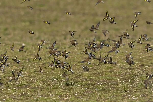 Goldfinch and Linnet - mixed flock flying over uncultivated field - Gooderstone - Norfolk - UK