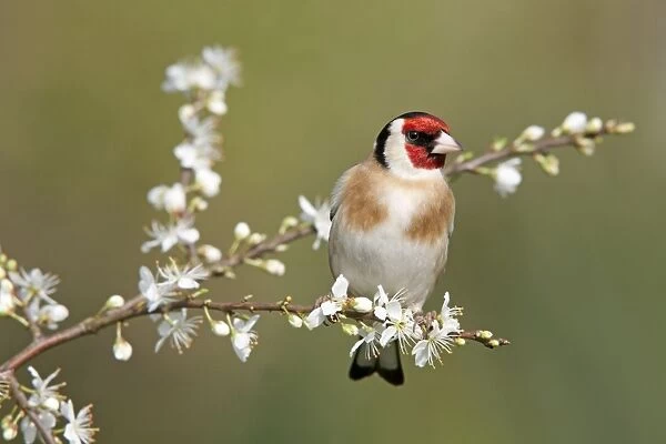 Goldfinch - spring - blossom - Cornwall - UK