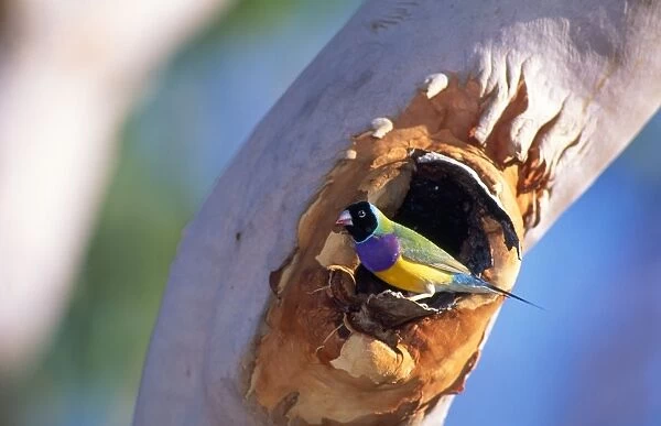 Gouldian Finch - at nest entrance in Salmon Gum tree - Katherine Gorge - Northern Territory Australia