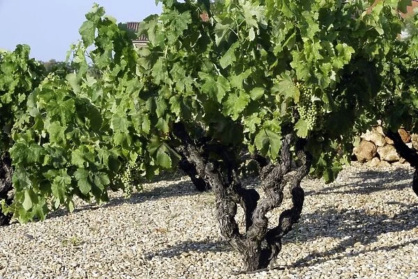 Grape Vine - Drome - France