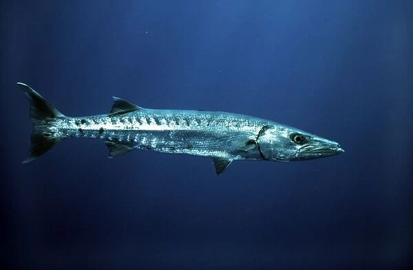 Great Barracuda - Bahamas