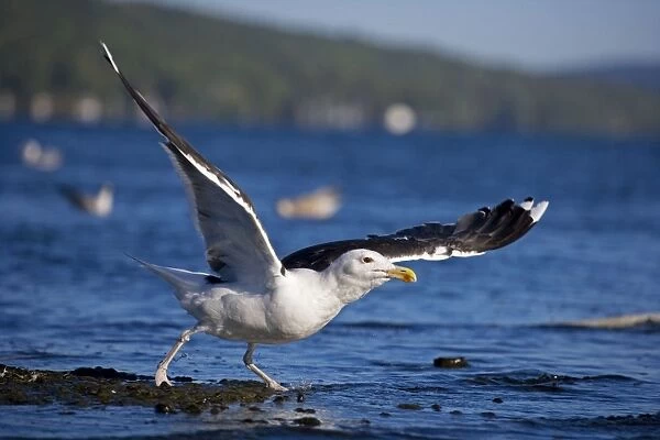 Great Black-backed Gull - On average largest North American gull-Breeds in Europe -Scandanavia-North America- Recent expansion of range and increase in numbers-omnivorous New York