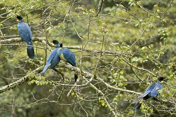 Great Blue Turaco - Nyungwe - Rwanda - Africa