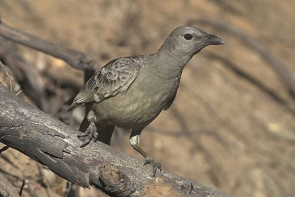 Great Bowerbird Found across northern Australia from the Kimberleys to north Queensland. Inhabits dry woodlands, low open forests, mangroves and tropical gardens. Kimberleys, Western Australia