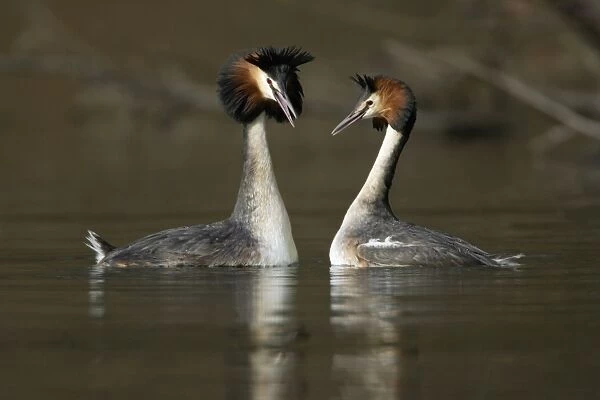 Great Crested Grebes - Pair courtship displaying, male (left) with erect crest, calling to female. Hessen, Germany