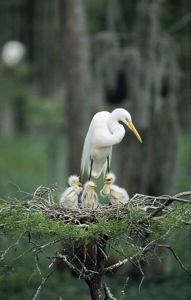 Great Egret - At nest with 3 chicks Louisiana, USA