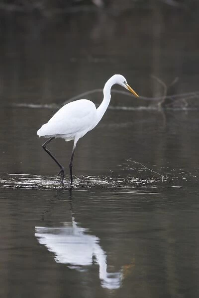 Great Egret - in water. Alsace - France
