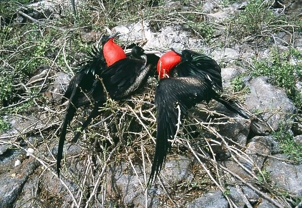 Great Frigatebird COS 846 Two males courting the same female, Tower (Genovesa) Is, Galapagos Fregata minor © Bill Coster  /  ARDEA LONDON