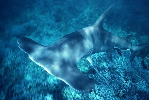 Great Hammerhead Shark - Feeds mainly on fish and sting rays. Can grow over 6m in length. Coral Sea. Australia GHH-020