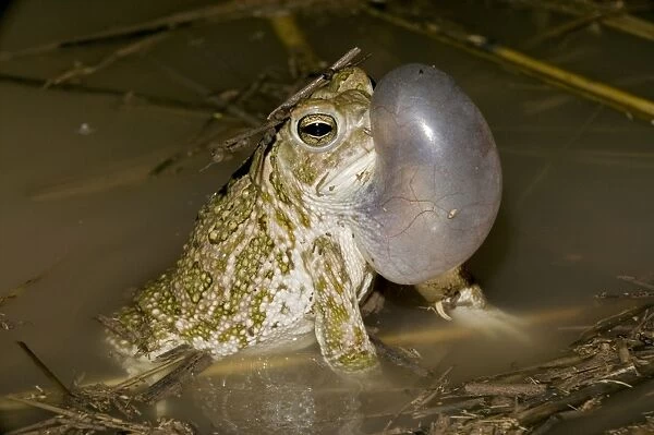 Great Plains Toad - Arizona - Male calling to attract female - Often breeding after heavy rain in summer - When inflated, vocal sac is sausage-shaped-1 / 3 size of body - Inhabits prairies or deserts
