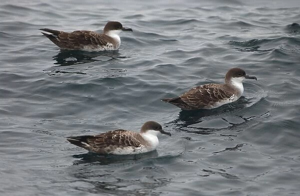 Great Shearwaters RES 276 On water Puffinus gravis © George Reszeter  /  ardea. com