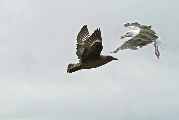Great Skua attacked by Great Black-backed Gull (Larus marinus), Isles of Scilly, July