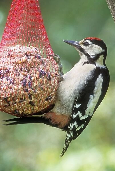 Great Spotted Woodpecker Male