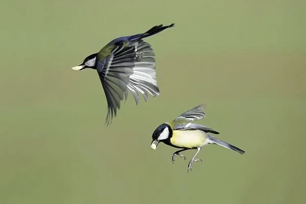 Great Tit - 2 birds in flight, Lower Saxony, Germany
