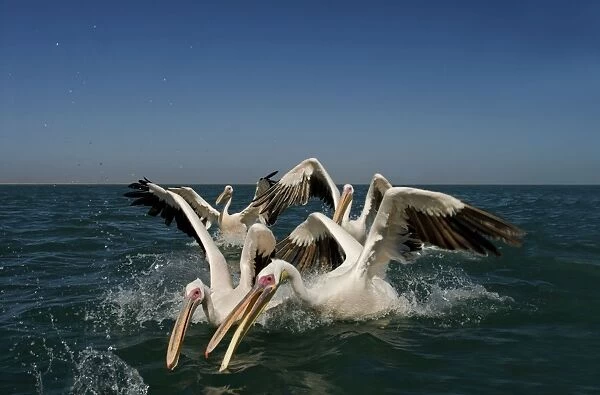 Great White Pelicans - lunging for food in the water - Atlantic Ocean - Namibia - Africa