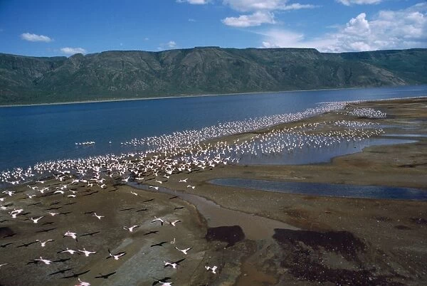 Greater Flamingo - colony - Lake Bogoria - Rift Valley - Kenya - Africa