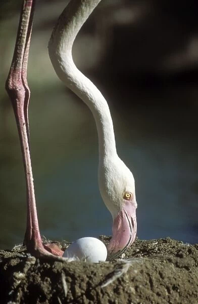 Greater Flamingo At nest