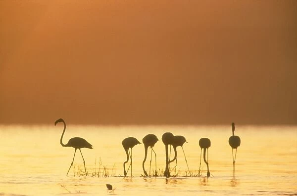 Greater Flamingo Silhouette of seven birds in fresh water for a drink. Lake Baringo, Kenya. Africa