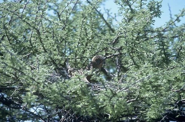 Greater Kestrel - on nest in Acacia Tree - Etosha National Park - Namibia
