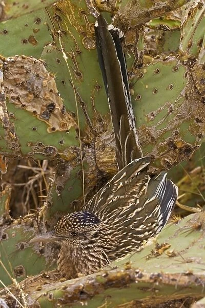 Greater Roadrunner - In prickly pear cactus - Large-crested-terrestrial bird of arid Southwest - Common in scrub desert and mesquite groves - Seldom flies -Eats lizards-snakes and insects Arizona USA