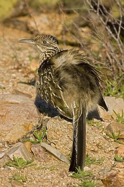 Greater Roadrunner - sunbathing -Warming itself by erecting feathers to allow sun to strike directly on black skin - Large-crested-terrestrial bird of arid Southwest - Common in scrub desert
