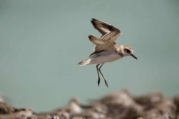 Greater Sandplover  /  Greater Sand Plover - in flight