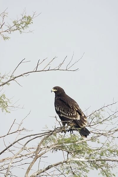 Greater Spotted Eagle - Keoladeo Ghana National Park - Bharatpur - Rajasthan - India BI017905