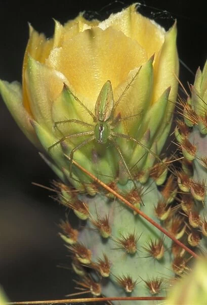 Green Lynx Spider - On prickly pear- Arizona - Preys on invertebrates attracted to blossoms - Ambushes predators