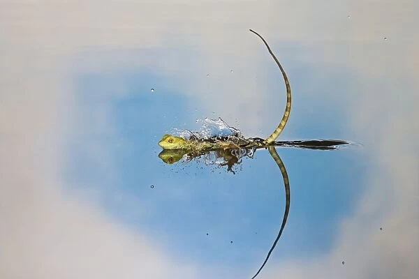 Green  /  Plumed Crested basilisk - young running across water. Central America 005258