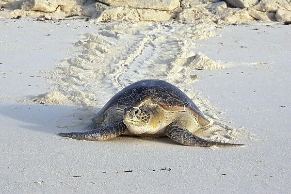 Green Sea Turtle - on beach. Atol de Cosmoledo - Seychelles - Indian Ocean