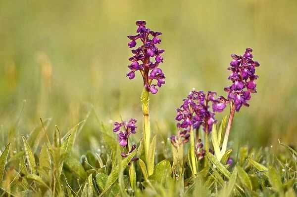 Green-winged Orchids - In early morning light - Lincolnshire